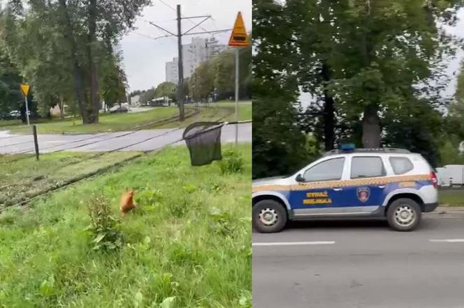 W Krakowie kura uciekała przed... strażą miejską. To nie będzie takie proste. Wideo trafiło do sieci