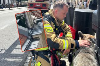 Niezwykła akcja strażaków na Nowym Świecie. Pies hasał po dachu kamienicy