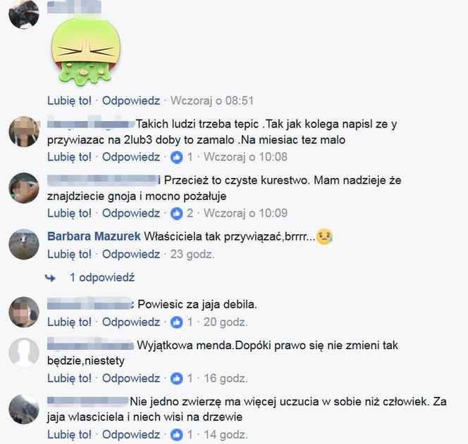  Przywiązali psa do drzewa. Internauci szukali okrutnych właścicieli szczeniaka