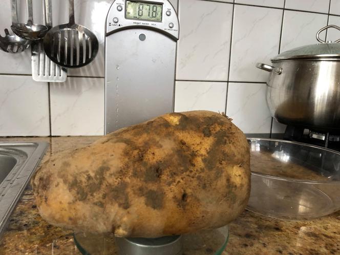 Ziemniak gigant! Rekordzistę 2019 wykopano koło Nowego Sącza