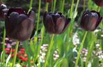 Tulipany