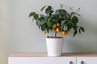 Rośliny owocowe w domu. Jak hodować cytrusy? Poznaj smaczne rośliny w doniczkach