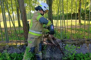 Strażacy 2 razy uratowali sarenkę.