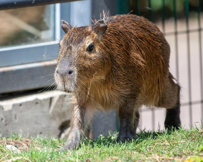 Kapibary przejmują łódzkie ZOO! Do dwóch samic dołączył samiec