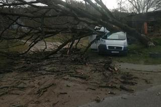 Drzewo powalone przez wiatr przygniotło samochód