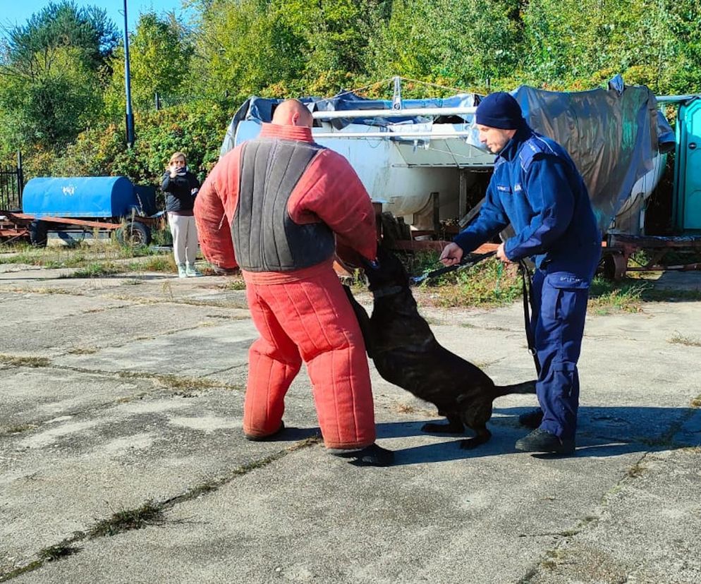 Ćwiczenia służb nad Zalewem Sulejowskim. Psy to nie tylko przyjaciele, ale też nieocenieni pomocnicy w najtrudniejszych sytuacjach
