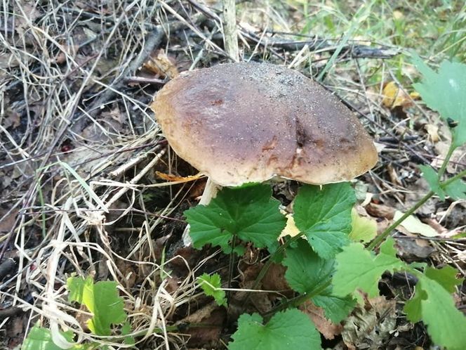 Sezon na grzyby w Siedlcach i powiecie siedleckim