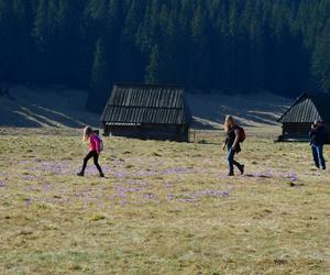 Tatry: Krokusy w Dolinie Chochołowskiej