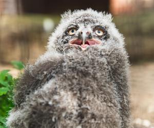 We Wrocławskim zoo wykluły się śnieżnobiałe puchacze. Są rozkoszne!