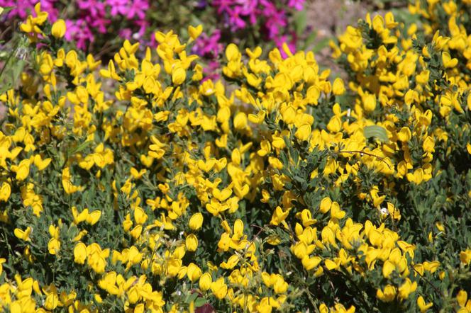 Szczodrzeniec położony - Cytisus decumbens