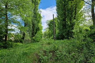 Torowisko tramwajowe na Babiej Wsi w Bydgoszczy zarośnięte chwastami. Tramwaje zniknęły stąd lata temu