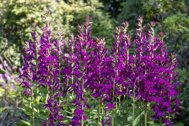 Lobelia szkarłatna