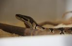 ZooPark ponownie przyciągnął do Targów Lublin tłumy miłośników zwierząt