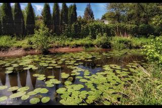 Dolina Cybiny i Kaczeńca z trzema stawami. Tutaj warto przyjść i odpocząć