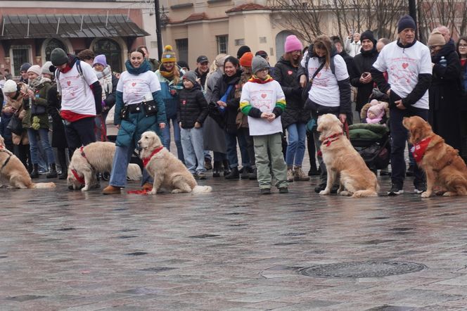 Golden Retriever WOŚP w Poznaniu