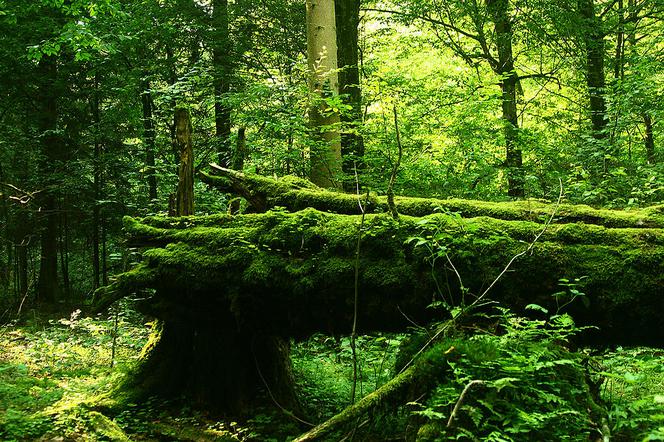 Puszcza Białowieska