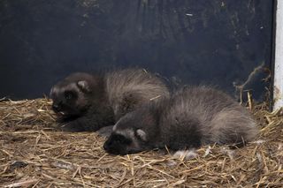 Rosomakowy baby boom w Śląskim ZOO! Radosna nowina dla miłośników zwierząt