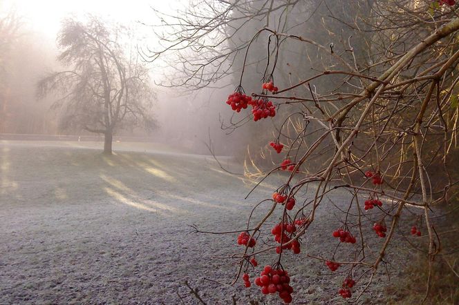 Przymrozek do -3°C, a to nie wszystko, co nas czeka. Już się zaczyna [Prognoza IMGW na 17.10.2024]