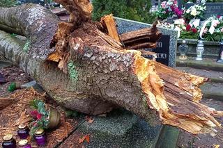 Drzewo runęło na groby. Wiatr spowodował szkody na Cmentarzu Centralnym w Szczecinie 