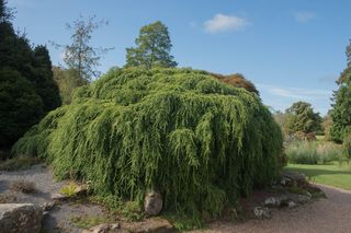 Choina kanadyjska 'Pendula'