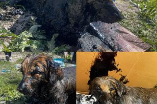 Psy uwięzione w smole. Dramatyczna akcja ratowania ofiar „ludzkiej głupoty”