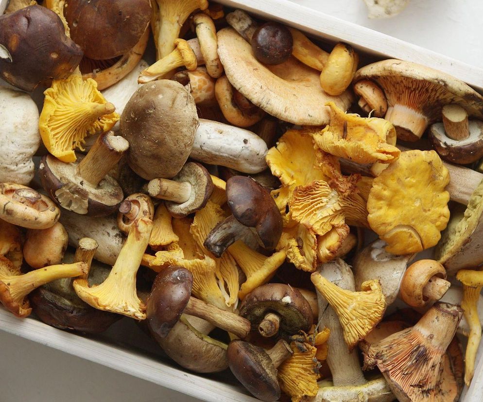 Świeże grzyby: jak przechowywać? Co zrobić ze świeżych grzybów?