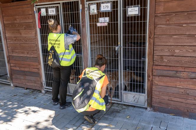 Rekord łódzkiego schroniska! Wiele zwierzaków znalazło nowy dom. Tak dobrze jeszcze nie było