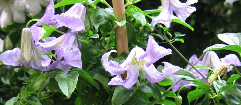 Powojnik 'Betty Corning'