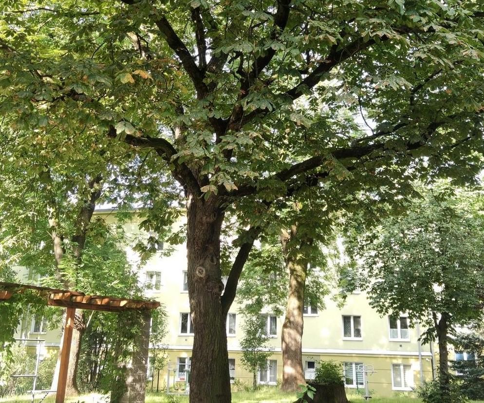 Lublin - kolejne okazy drzew miejskimi pomnikami przyrody