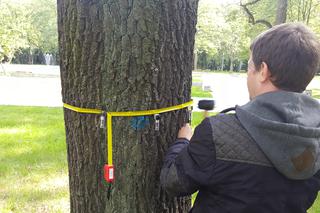 Tomograf dla drzew w Dąbrowie Górniczej 