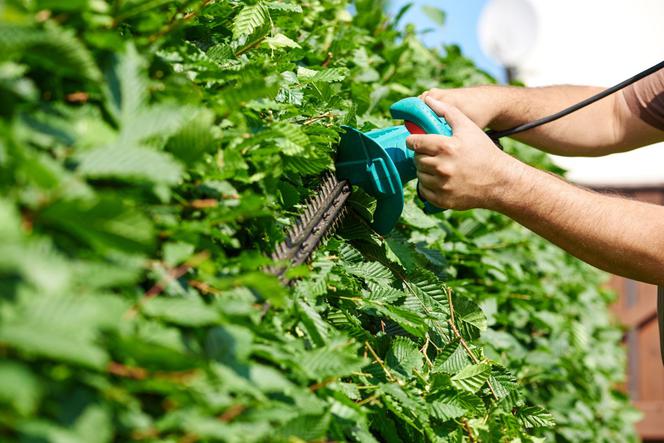 4 najlepsze rośliny na żywopłot formowany. Żywopłot z grabu, bukszpanu, ligustru, ognika