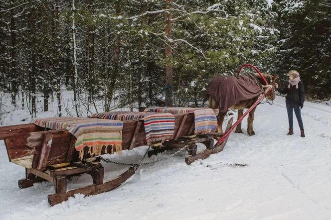 Kulig w Maciejówka Borki