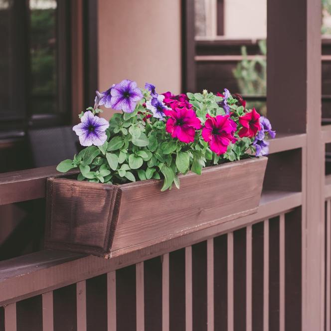 Kwiaty balkonowe