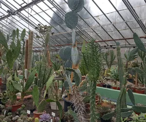 Gigantyczna kolekcja kaktusów do zobaczenia w Bydgoszczy