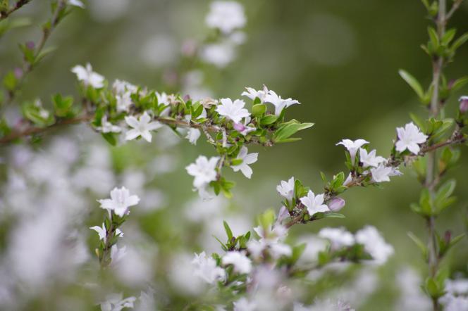 Brahmi (bakopa drobnolistna)