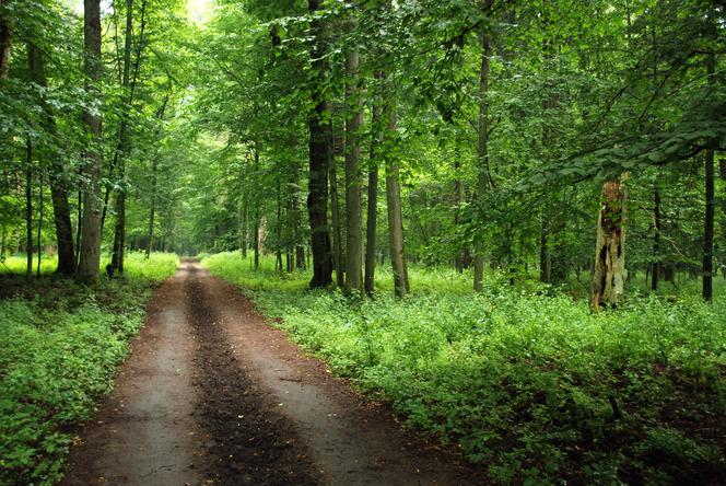 Białowieża i Białowieski Park Narodowy