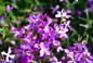 Maciejka – kwiaty urzekające zapachem. Jak uprawiać maciejkę?