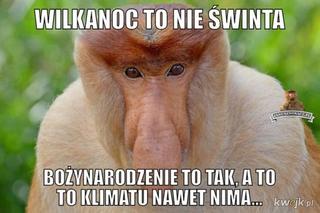 Memy Wielkanoc 2023. Króliczek wielkanocny w niecodziennym wydaniu