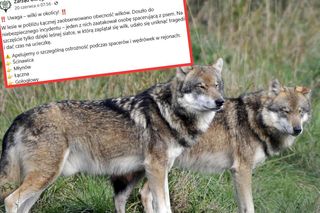 Wilk zaatakował pod Kłodzkiem. Myśliwi alarmują o zagrożeniu