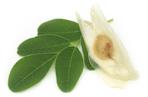 MORINGA - właściwości lecznicze i zastosowanie