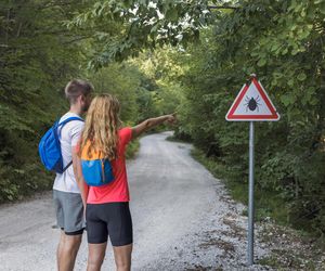 Zestaw do bezpiecznego usuwania kleszczy KICK THE TICK® Expert – POGOTOWIE KLESZCZOWE. Sprawdziliśmy, jak działa [wyniki testu]