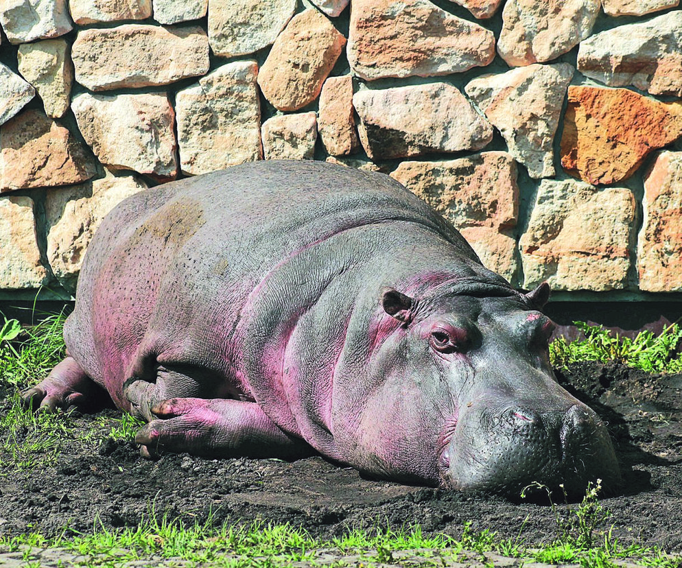 Pelagia świętowała urodziny