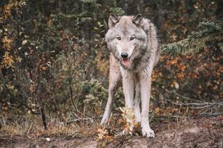 Ataki wilków pod Olsztynem. Gmina ostrzega mieszkańców: Zagrożenie dla ludzi i zwierząt