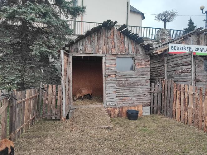 Zagajnik wielkanocny w Będzinie. Można go zobaczyć na Wzgórzu Zamkowym 