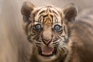 Mała tygrysica z wrocławskiego zoo otrzymała słoneczne imię