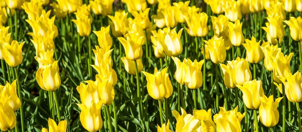 Tulipany liliokształtne