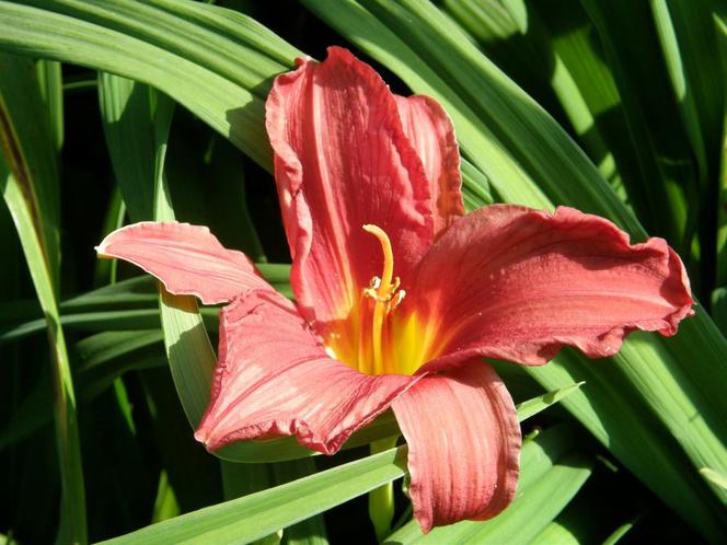 Liliowiec 'Double Firecracer' 