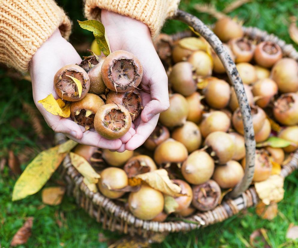 Wygląda niesmacznie, a rozpływa się w ustach. Nieszpułka zwyczajna to bogactwo witamin