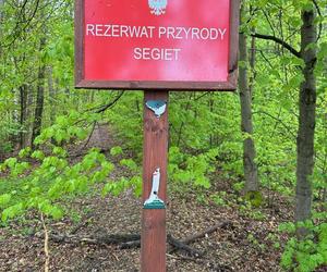 W rezerwacie Segiet jest jedna ścieżka rowerowa. Rowerzyści mają to gdzieś i tworzą swoje. I niszczą przyrodę