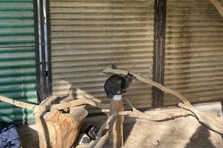 Przygotowania do nadchodzącej zimy. Odwiedziliśmy olsztyńskie Schronisko dla zwierząt [ZDJĘCIA]